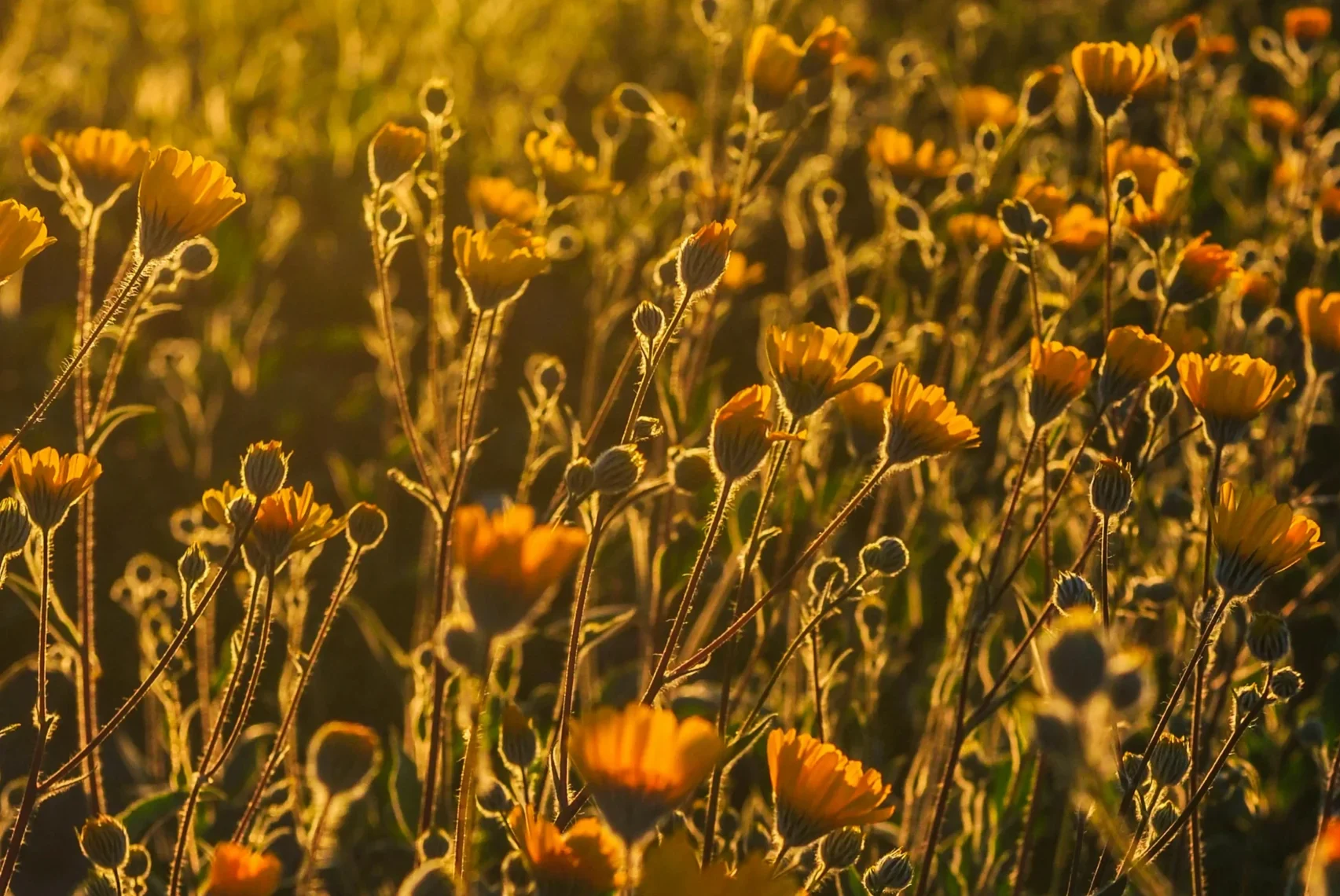 pexels wildflower picture